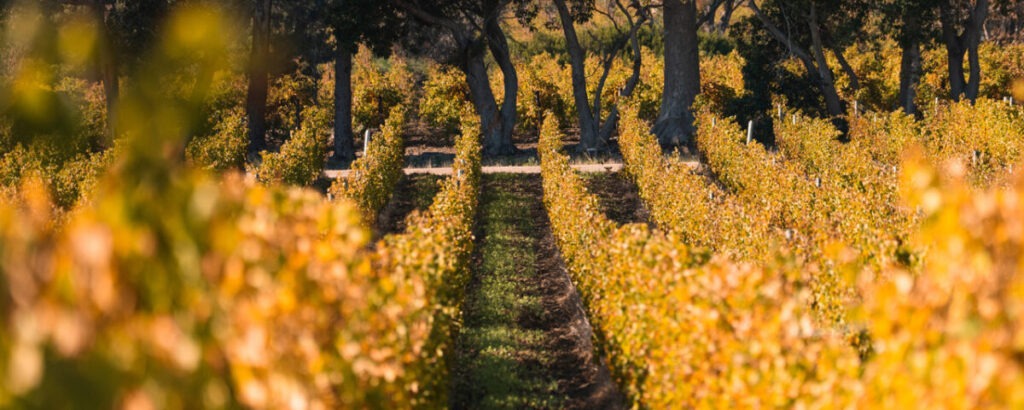 autumn colours in Steenberg vineyards