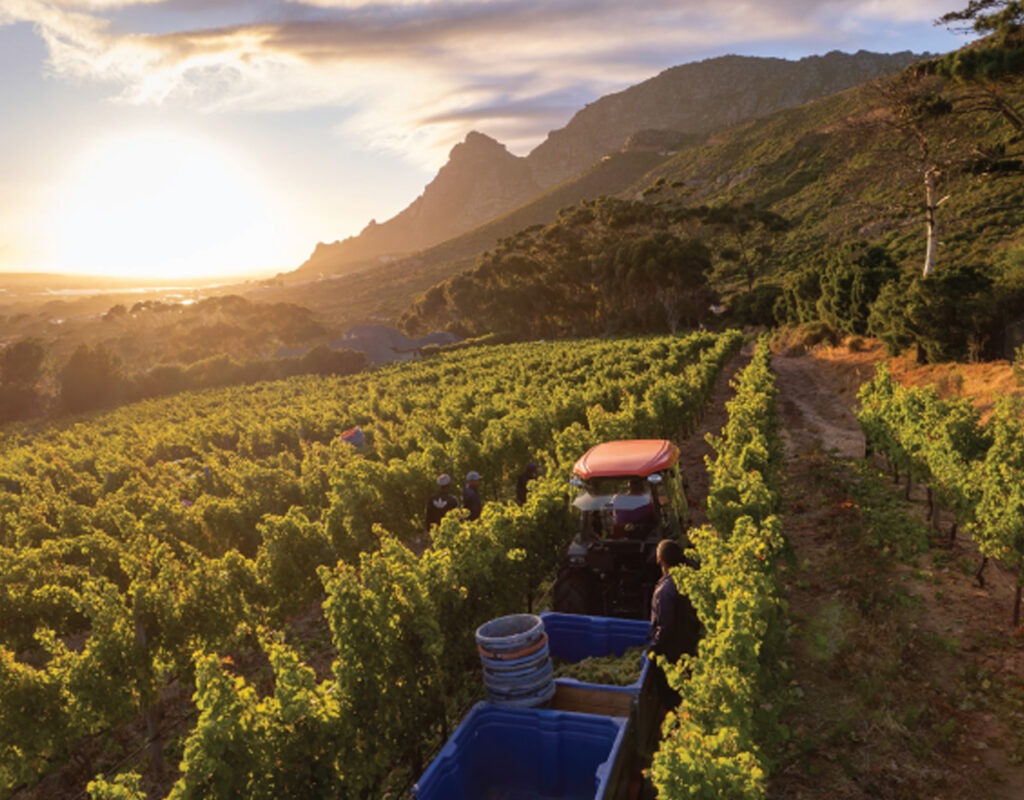 vineyard harvest at Steenberg